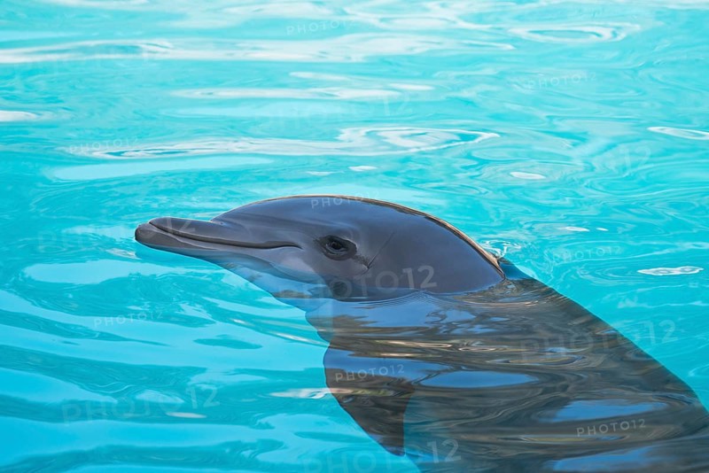 Dolphin (Tursiops truncatus), Loro Park, Tenerife, Spain