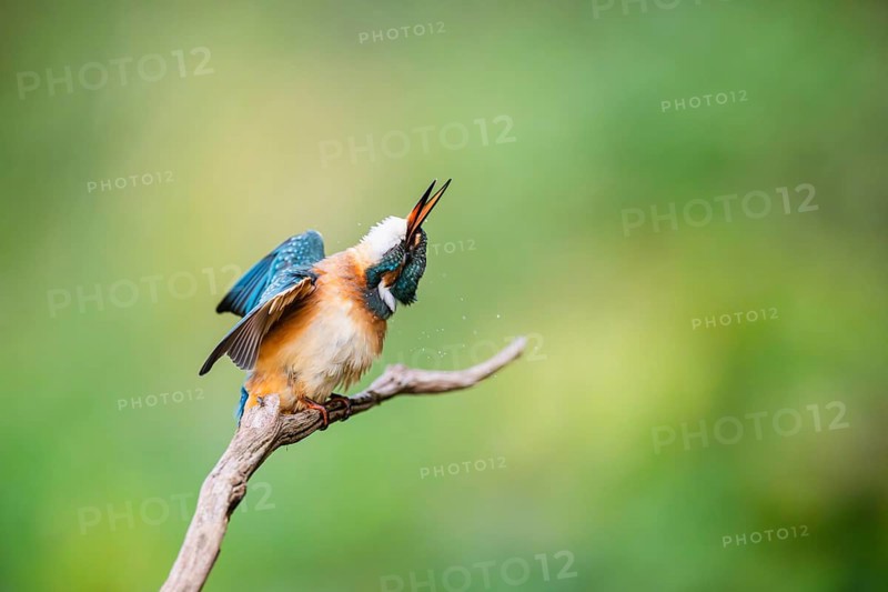 Common kingfisher (Alcedo atthis) sitting on an old wooden branch shaking its body in late summer, wildife, Bavaria, Germany