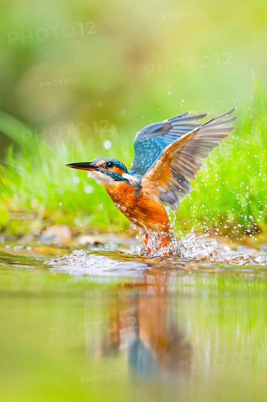 Common kingfisher (Alcedo atthis) flying out of the water after a unsuccessful hunt in late summer, wildife, Bavaria, Germany