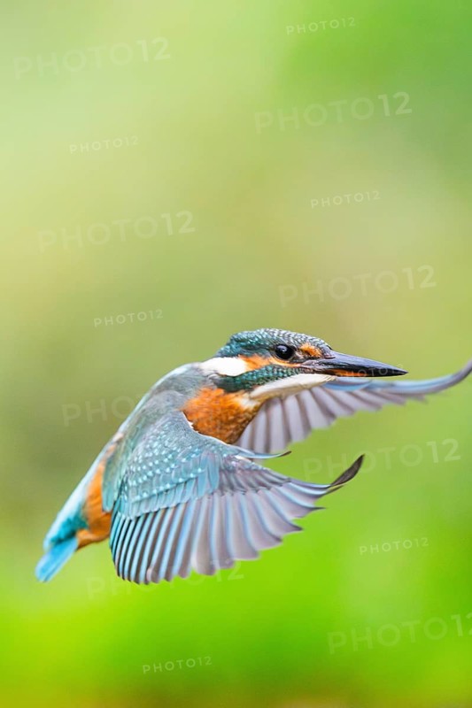 Common kingfisher (Alcedo atthis), flying, wildife, Bavaria, Germany