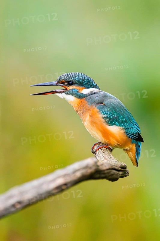 Common kingfisher (Alcedo atthis) sitting on an old wooden branch eating his fresh cought fish in late summer, wildife, Bavaria, Germany