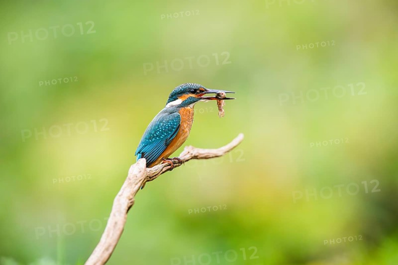 Common kingfisher (Alcedo atthis) sitting on an old wooden branch eating his fresh cought fish in late summer, wildife, Bavaria, Germany