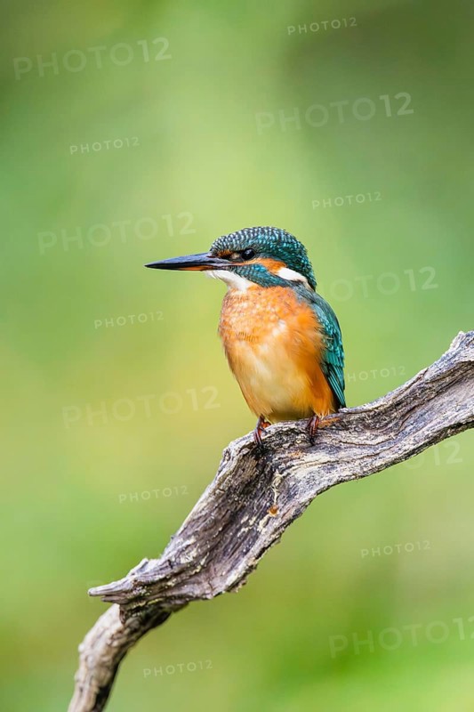 Common kingfisher (Alcedo atthis) sitting on an old wooden branch in late summer, wildife, Bavaria, Germany