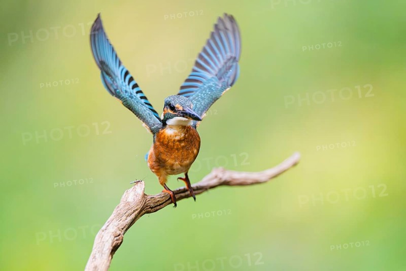 Common kingfisher (Alcedo atthis) flying away from an old wooden branch in late summer, wildife, Bavaria, Germany
