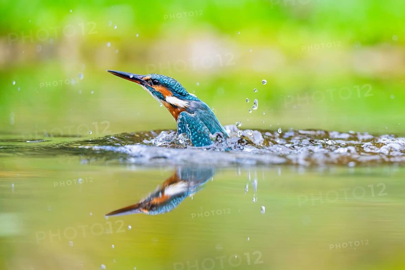 Common kingfisher (Alcedo atthis) flying out of the water after a unsuccessful hunt in late summer, wildife, Bavaria, Germany