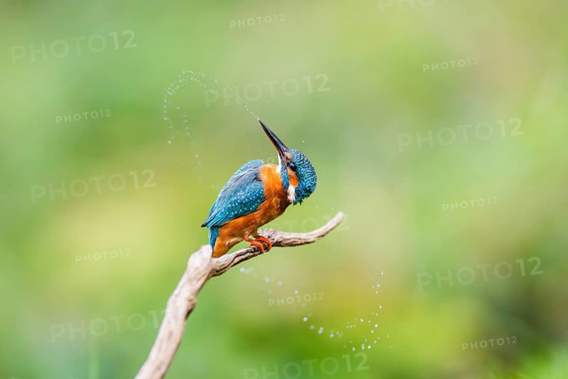 Common kingfisher (Alcedo atthis) sitting on an old wooden branch shaking its body in late summer, wildife, Bavaria, Germany