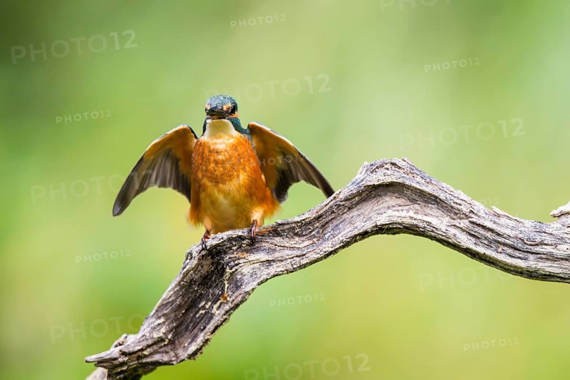 Common kingfisher (Alcedo atthis) sitting on an old wooden branch spreading its wings in late summer, wildife, Bavaria, Germany