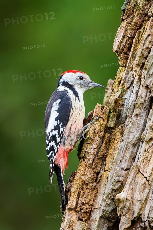 Middle spotted woodpecker (Dendrocoptes medius) sitting on an old wrotten tree trunk in late summer, Bavaria, Germany