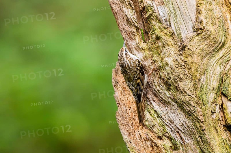 Eurasian treecreeper (Certhia familiaris) climbing up an old wrotten tree trunk, Bavaria, Germany