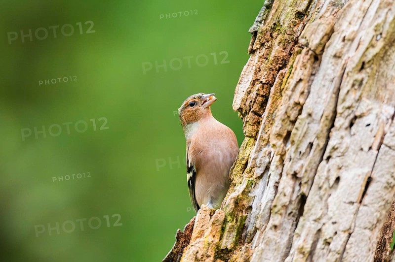 Eurasian chaffinch (Fringilla coelebs) on an old wrotten tree trunk, Bavaria, Germany