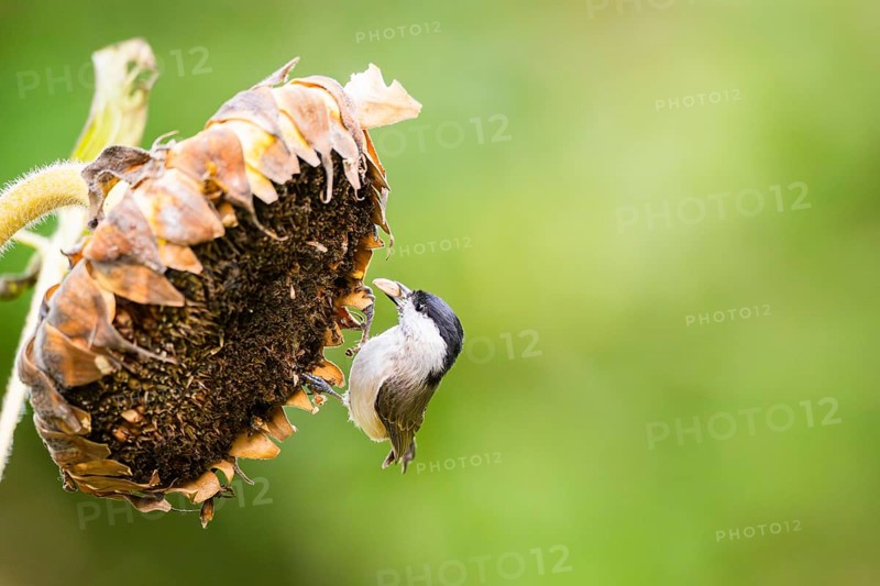 Marsh tit (Poecile palustris) sitting on an old sunflower blossom eating seeds, Bavaria, Germany