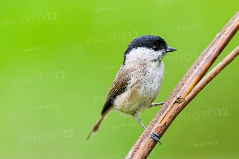 Marsh tit (Poecile palustris) sitting on a reed, Bavaria, Germany