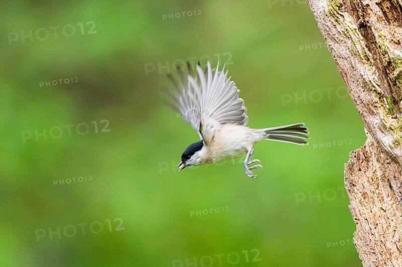 Marsh tit (Poecile palustris) flying from an old written tree trunk, Bavaria, Germany