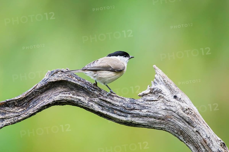 Marsh tit (Poecile palustris) sitting on a branch, Bavaria, Germany