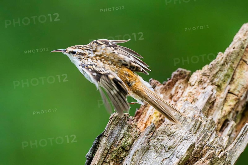 Eurasian treecreeper (Certhia familiaris) flying from an old wrotten tree trunk, Bavaria, Germany