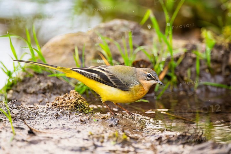 Grey Wagtail (Motacilla cinerea) hunting at a little lake in a swamp, wildlife, Germany