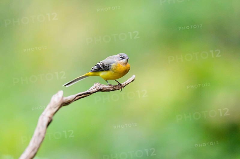 Grey Wagtail (Motacilla cinerea) sitting on a branch, wildlife, Germany