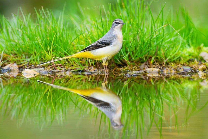 Grey Wagtail (Motacilla cinerea) hunting at a little lake in a swamp, wildlife, Germany