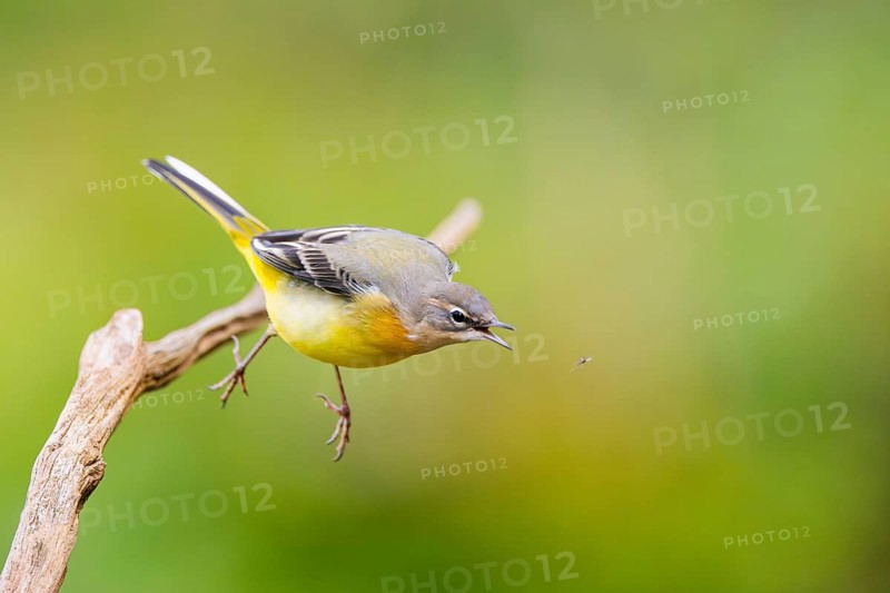 Grey Wagtail (Motacilla cinerea) starts flying, wildlife, Germany