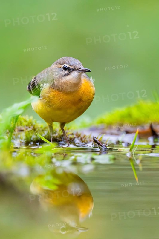 Grey Wagtail (Motacilla cinerea) hunting at a little lake in a swamp, wildlife, Germany
