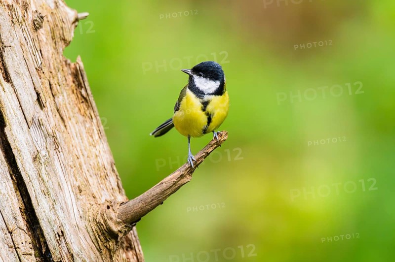 Great tit (Parus major) sitting on a branch of an old wrotten tree trunk at a swamp, Bavaria, Germany