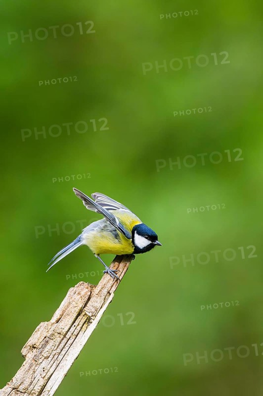 Great tit (Parus major) starts flying from an old wrotten tree trunk at a swamp, Bavaria, Germany