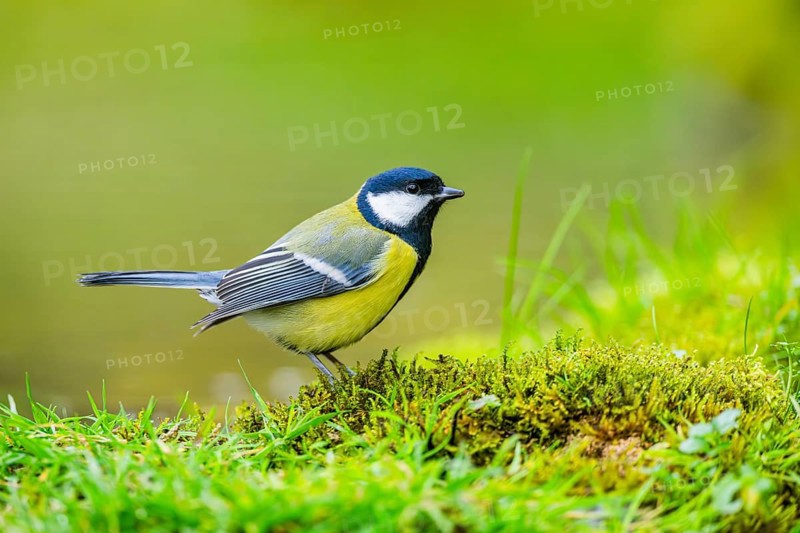 Great tit (Parus major) sitting in the grass beside a little lake at a swamp, Bavaria, Germany