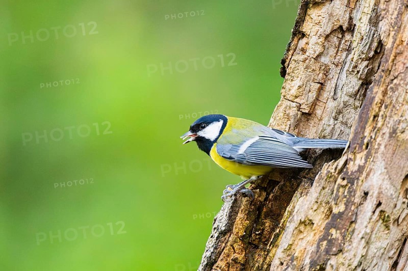 Great tit (Parus major) sitting on an old wrotten tree trunk at a swamp, Bavaria, Germany