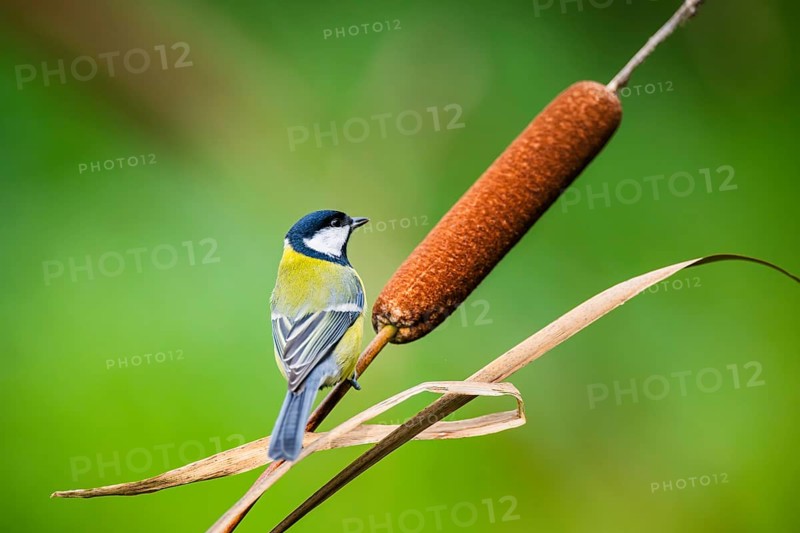 Great tit (Parus major) sitting on stem of a reed at a swamp, Bavaria, Germany