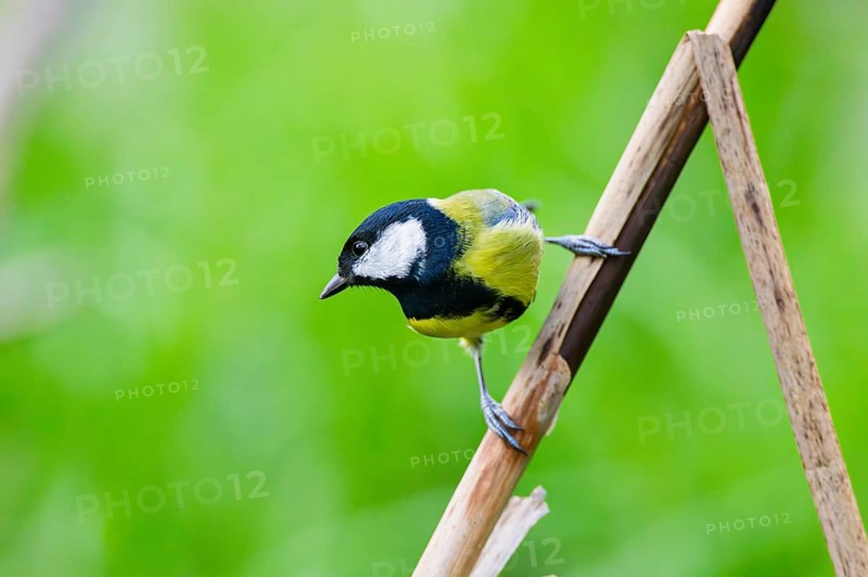 Great tit (Parus major) sitting on stem of a reed at a swamp, Bavaria, Germany