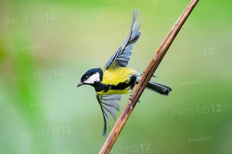 Great tit (Parus major) flying from a stem of a reed at a swamp, Bavaria, Germany