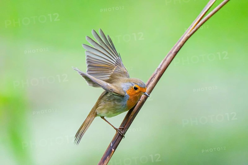 European robin (Erithacus rubecula) sitting on a reed, Bavaria, Germany