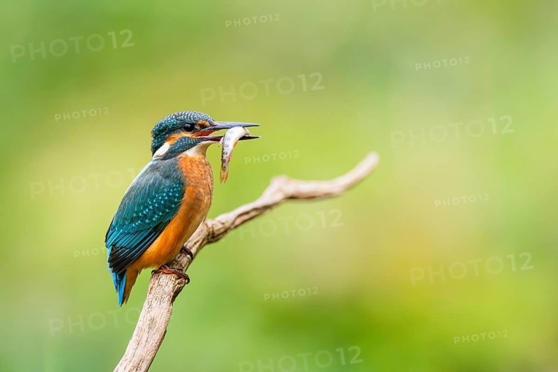 Common kingfisher (Alcedo atthis) sitting on an old wooden branch eating his fresh cought fish in late summer, wildife, Bavaria, Germany