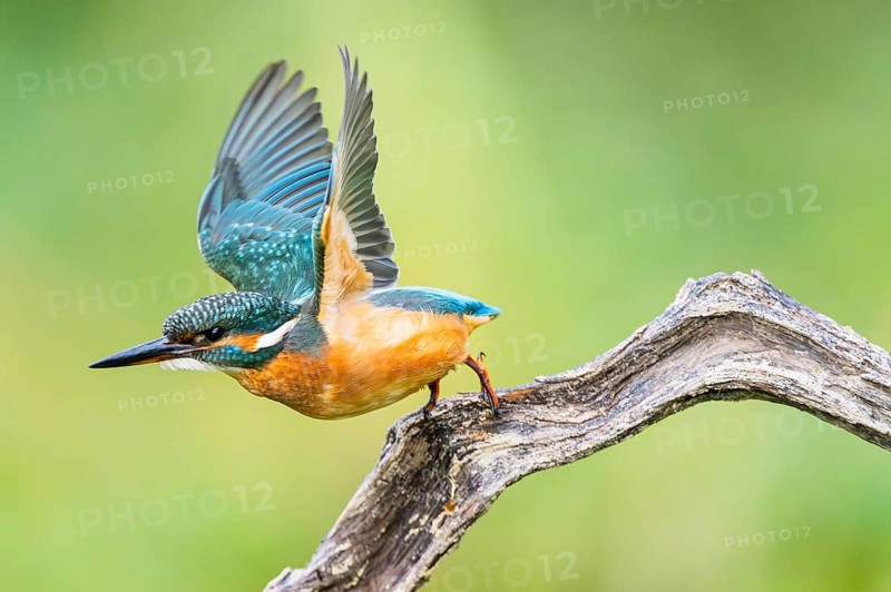 Common kingfisher (Alcedo atthis) flying away from an old wooden branch in late summer, wildife, Bavaria, Germany