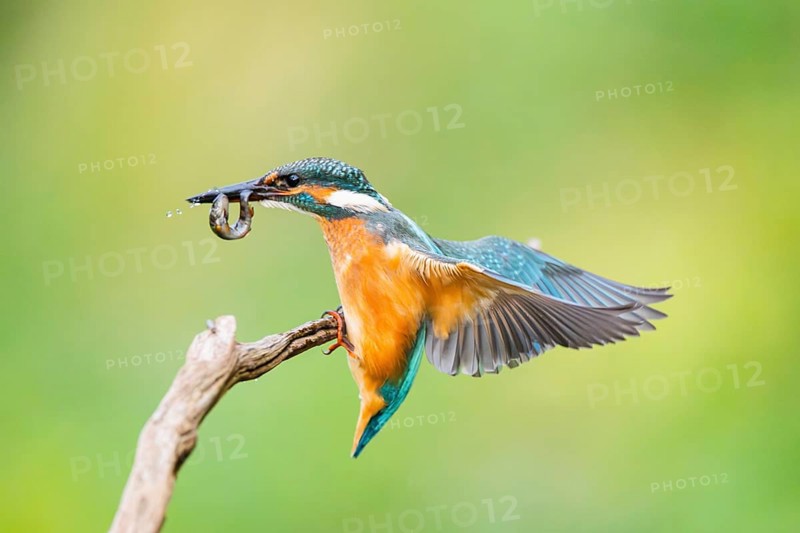 Common kingfisher (Alcedo atthis) landing on an old wooden branch with a fresh cought fish in his beak in late summer, wildife, Bavaria, Germany
