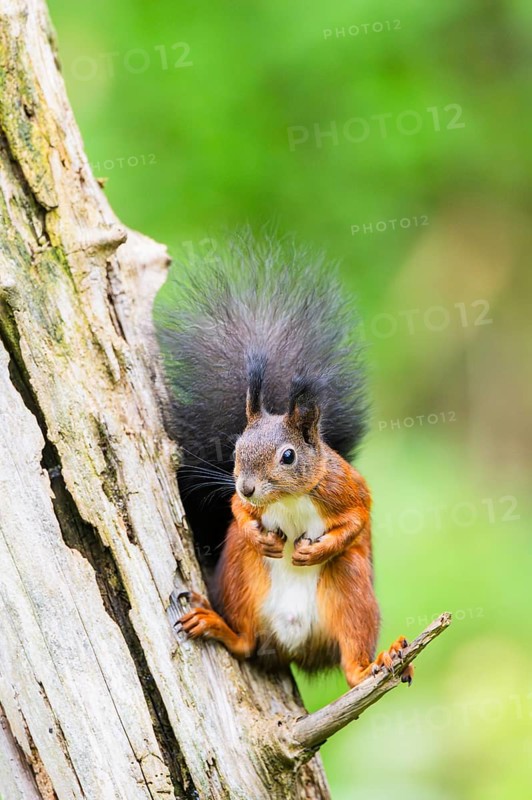 Red squirrel (Sciurus vulgaris) sitting on an old wrotten tree trunk in a forest, Bavaria, Gernany