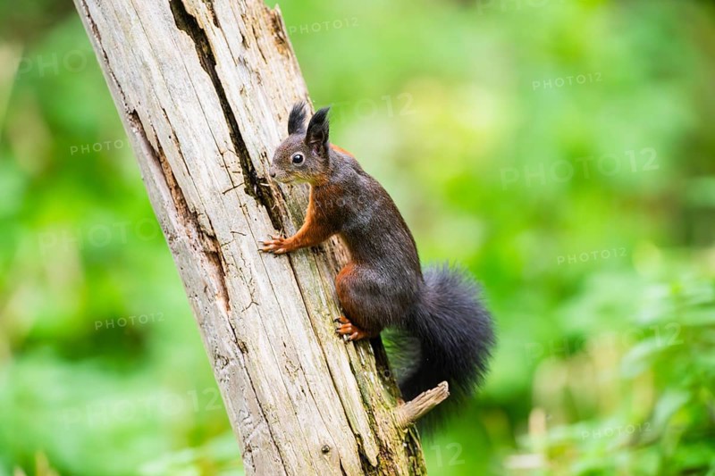 Red squirrel (Sciurus vulgaris) climbing up an old wrotten tree trunk in a forest, Bavaria, Gernany