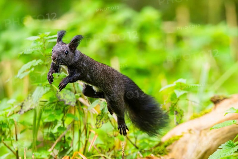Red squirrel (Sciurus vulgaris) jumping in the air in a forest, Bavaria, Gernany
