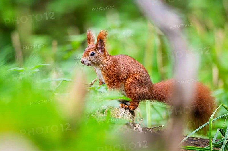 Red squirrel (Sciurus vulgaris) sitting on wood in a forest, Bavaria, Gernany