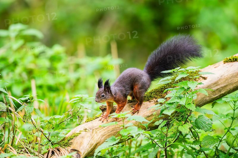 Red squirrel (Sciurus vulgaris) running on an old wrotten tree trunk in a forest, Bavaria, Gernany