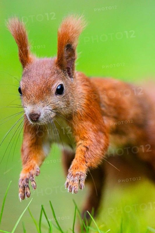 Red squirrel (Sciurus vulgaris) running in the grass, Bavaria, Gernany