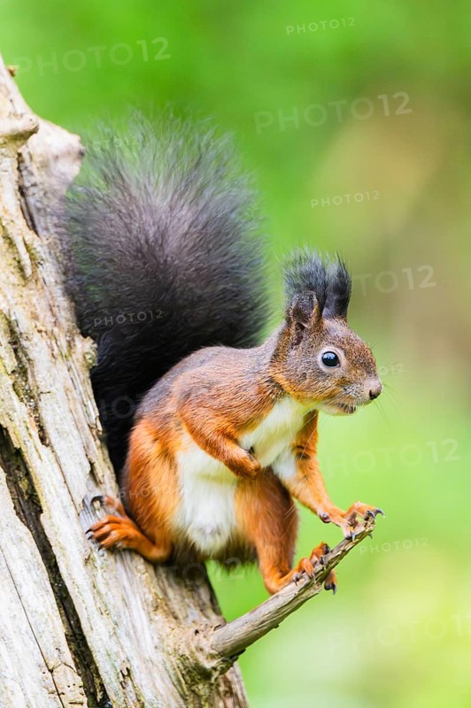 Red squirrel (Sciurus vulgaris) sitting on an old wrotten tree trunk in a forest, Bavaria, Gernany
