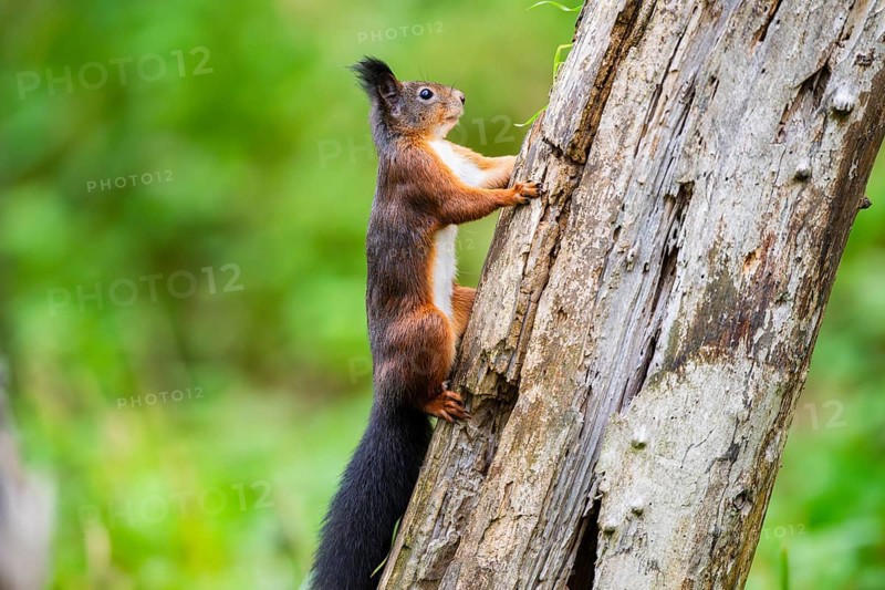 Red squirrel (Sciurus vulgaris) climbing up an old wrotten tree trunk in a forest, Bavaria, Gernany