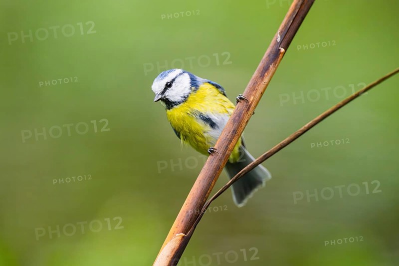 Eurasian blue tit (Cyanistes caeruleus) sitting on stem of a reed at a swamp, Bavaria, Germany