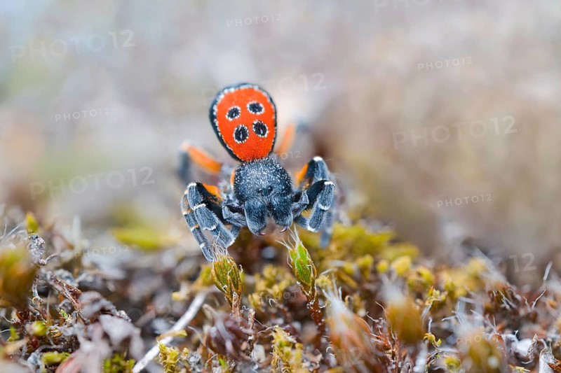 Red tubular spider, Eresus kollari, The Ladybird spider, Saxony-Anhalt, Germany