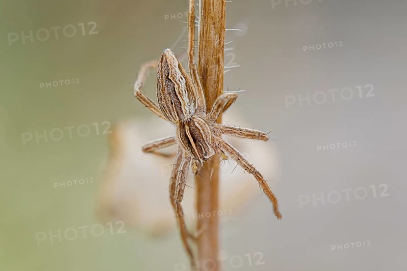 List spider, Pisaura mirabilis, Nursery web spider, Lower Saxony, Germany
