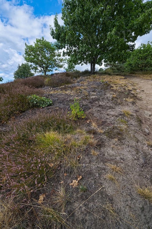 Red tubular spider habitat, Eresus kollari, Ladybird spider habitat, Saxony-Anhalt, Germany