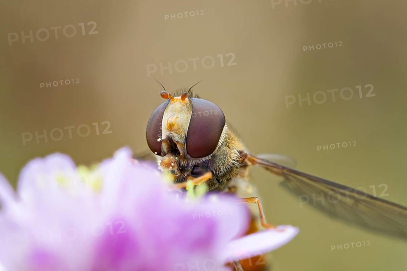 Hoverfly, Episyrphus balteatus, Marmalade Hoverfly, Lower Saxony, Germany
