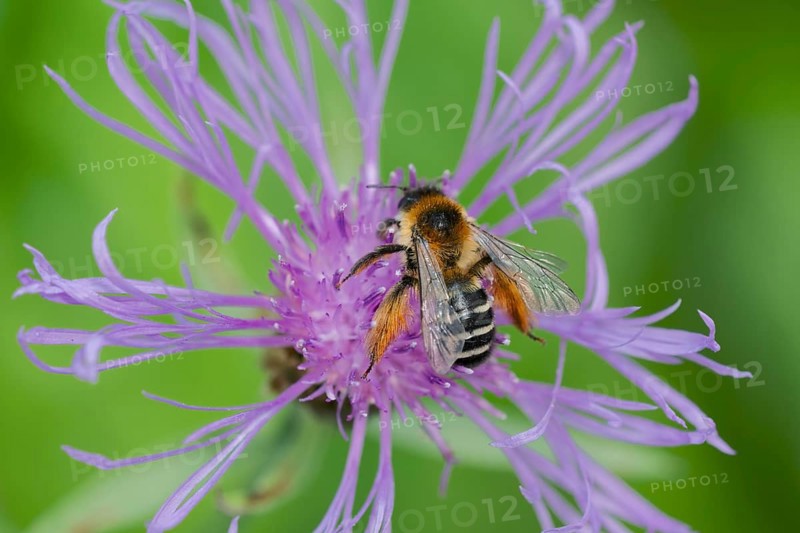 Brown-rumped trouser bee (Dasypoda hirtipes) on knapweed flower, Lower Saxony, Germany