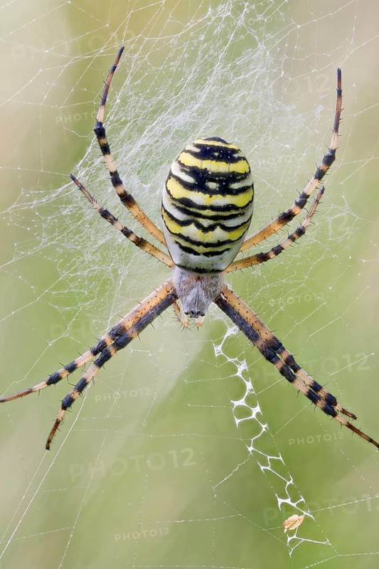 Wasp Spider, Argiope bruennichi, Wasp Spider, Lower Saxony, Germany